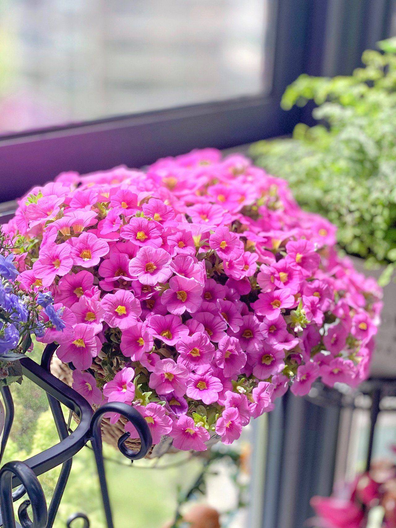 The balcony garden is only a few square meters but makes passersby look back - Photo 11.