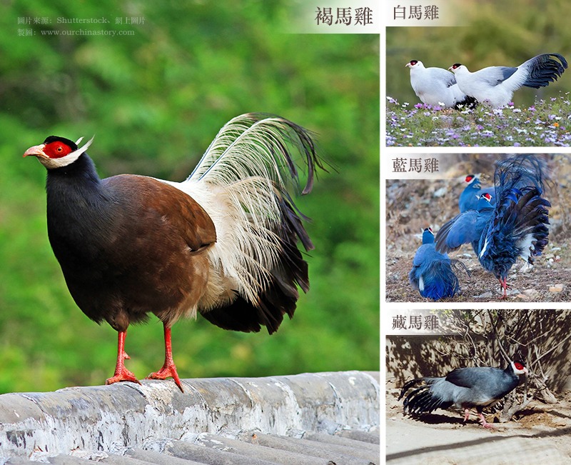 Brown horse - bird breed 