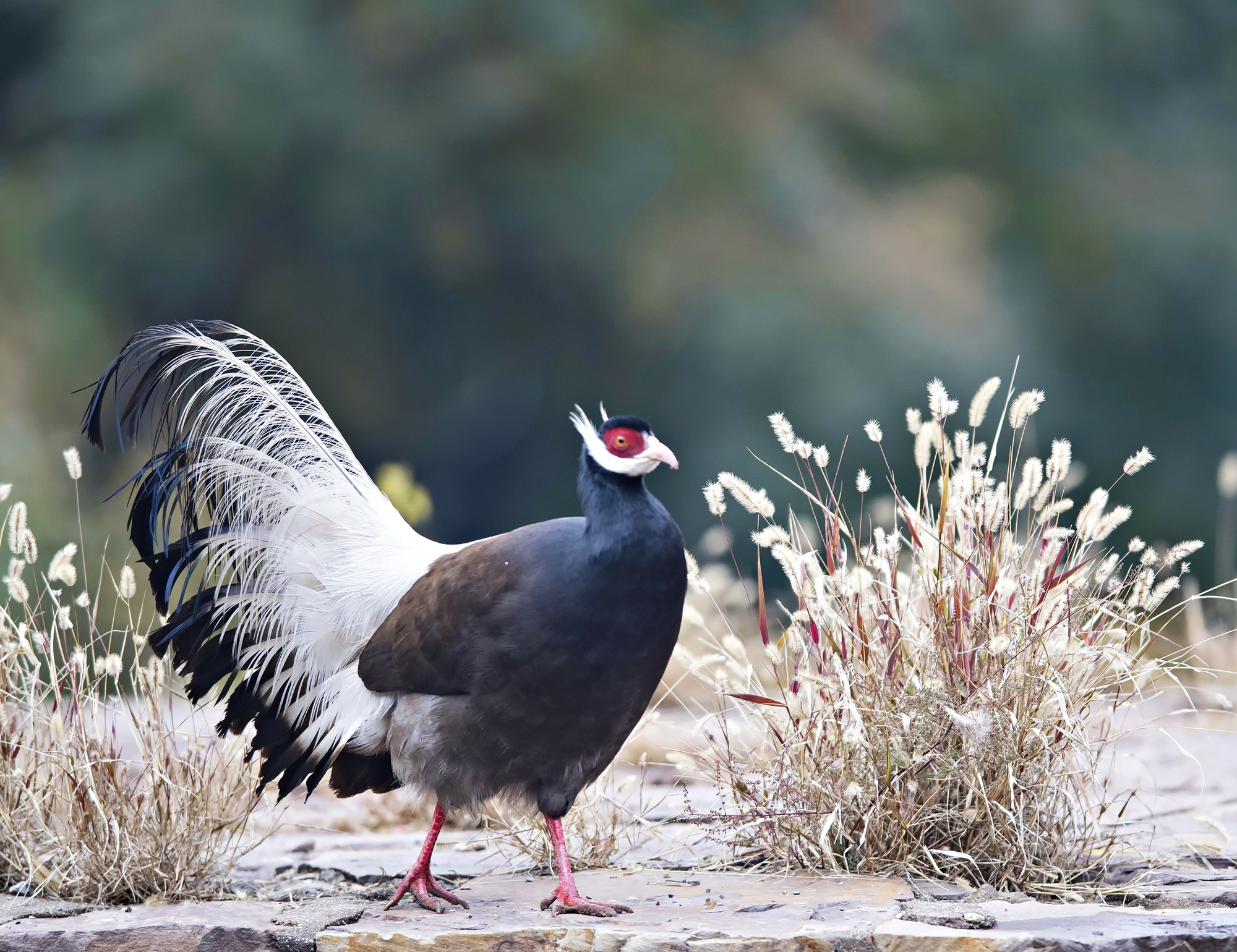 Brown horse - bird breed 