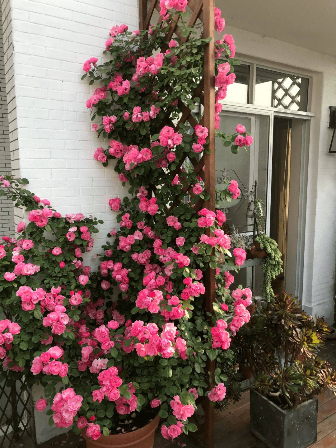 The young couple decided to buy a house with a terrace to make a vegetable garden, but after 4 years it turned into a colorful flower garden - Photo 10.