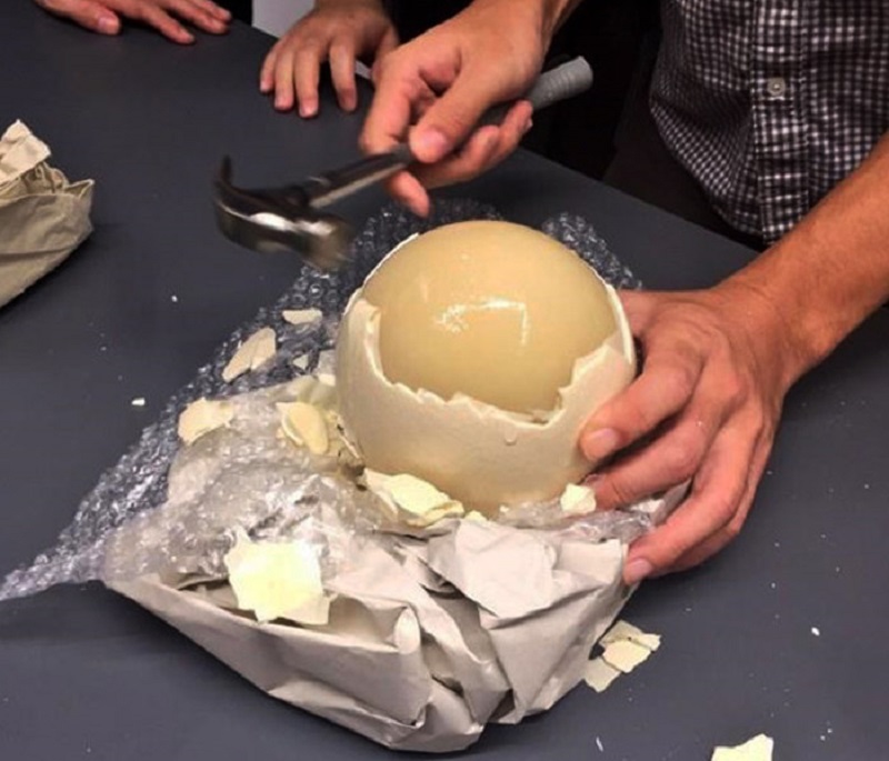 At the beginning of the month, when the salary returns, try the unique and super giant ostrich eggs weighing almost 2kg/pc - Photo 5.