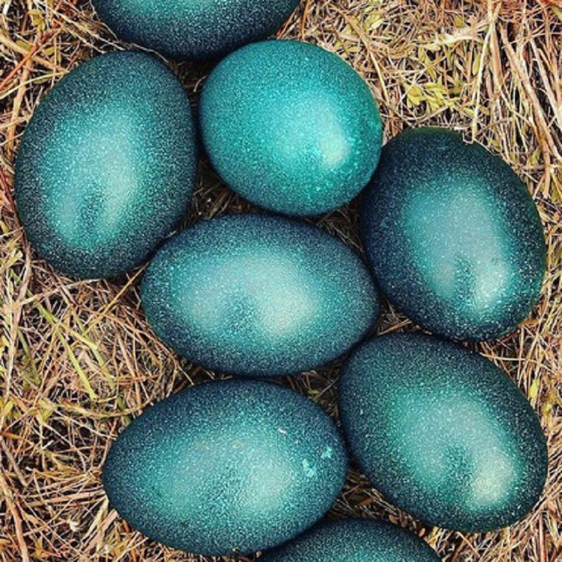 At the beginning of the month, when the salary returns, try the unique and super giant ostrich eggs weighing almost 2kg/pc - Photo 4.