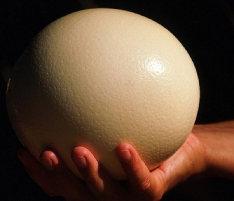 At the beginning of the month, when the payday came back, try the unique and super giant ostrich eggs weighing almost 2kg/pc - Photo 1.