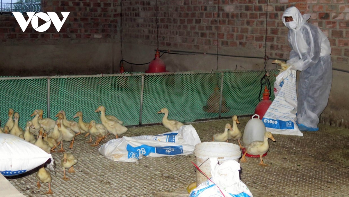 Phát hiện ổ dịch H5N1, tiêu hủy 1.700 gia cầm ở Kon Tum - Ảnh 1.