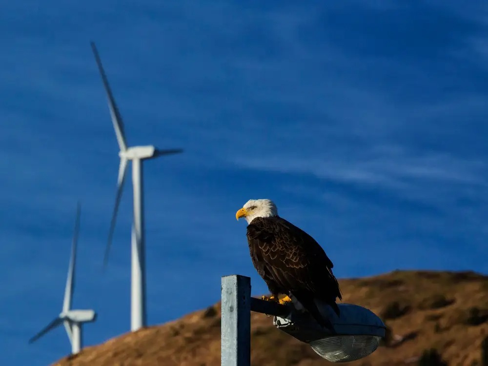 Wind power propeller killed 150 eagles, renewable energy company was fined 8 million USD - Photo 1.