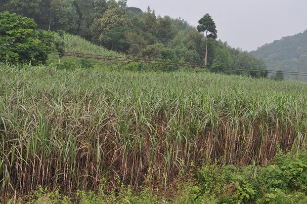 Son La: The body of an 8th-grade male student was discovered in the sugarcane field with many stab wounds on his back - Photo 1.