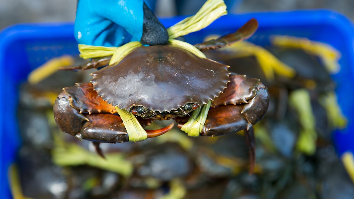 Using the lamp to shine directly into the corner made many people curious, others said: True connoisseurs, apply to buy crabs without worrying about being cheated!  - Photo 5.