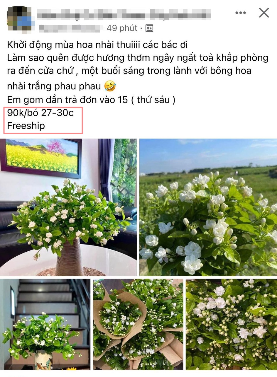 Cành hoa nhài giá 90k/30 cành được chị em ầm ầm đặt mua