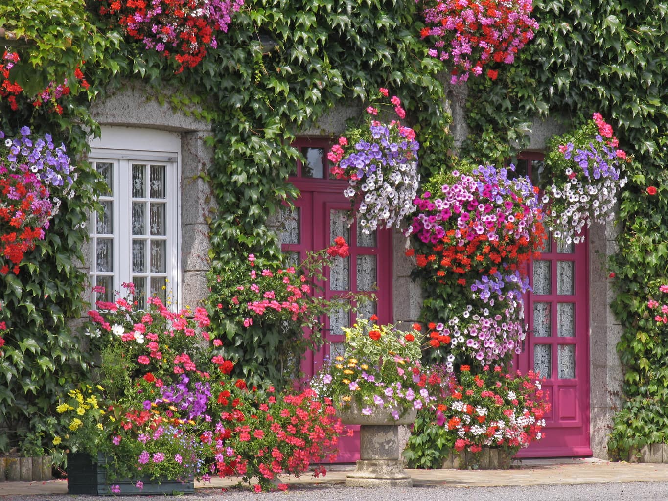 Tô điểm “giao diện” cửa nhà thêm xanh bằng cây cảnh và hoa tươi khiến ai đi qua cũng phải ngoái nhìn - Ảnh 1.