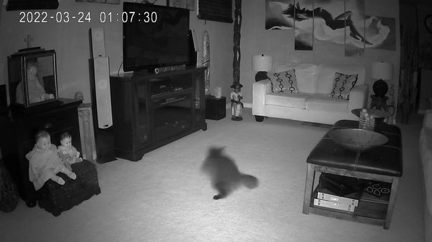 Reviewing the camera in their basement, the couple trembled when they witnessed the terrifying scene where the pet cat also had to 