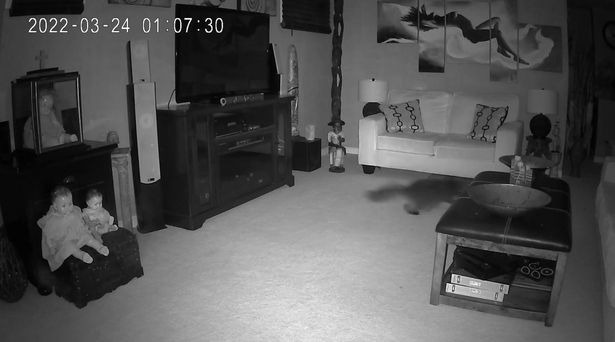 Reviewing the camera in their basement, the couple trembled when they witnessed the terrifying scene where the pet cat also had to 