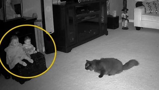 Reviewing the camera in their basement, the couple trembled when they witnessed the terrifying scene where the pet cat also had to 