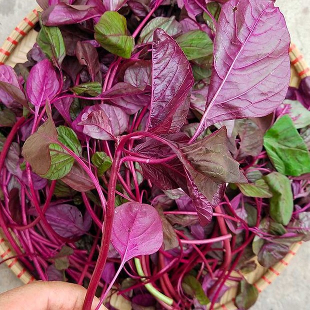 Vietnamese market rarely has a cheap vegetable that is both rich in iron and rich in calcium like this vegetable, women eat it all their life without worrying about anemia and osteoporosis - Photo 6.