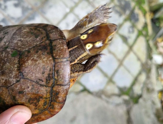 The strange 4-eyed turtle got lost in the garden of a house in Hue - Photo 1.