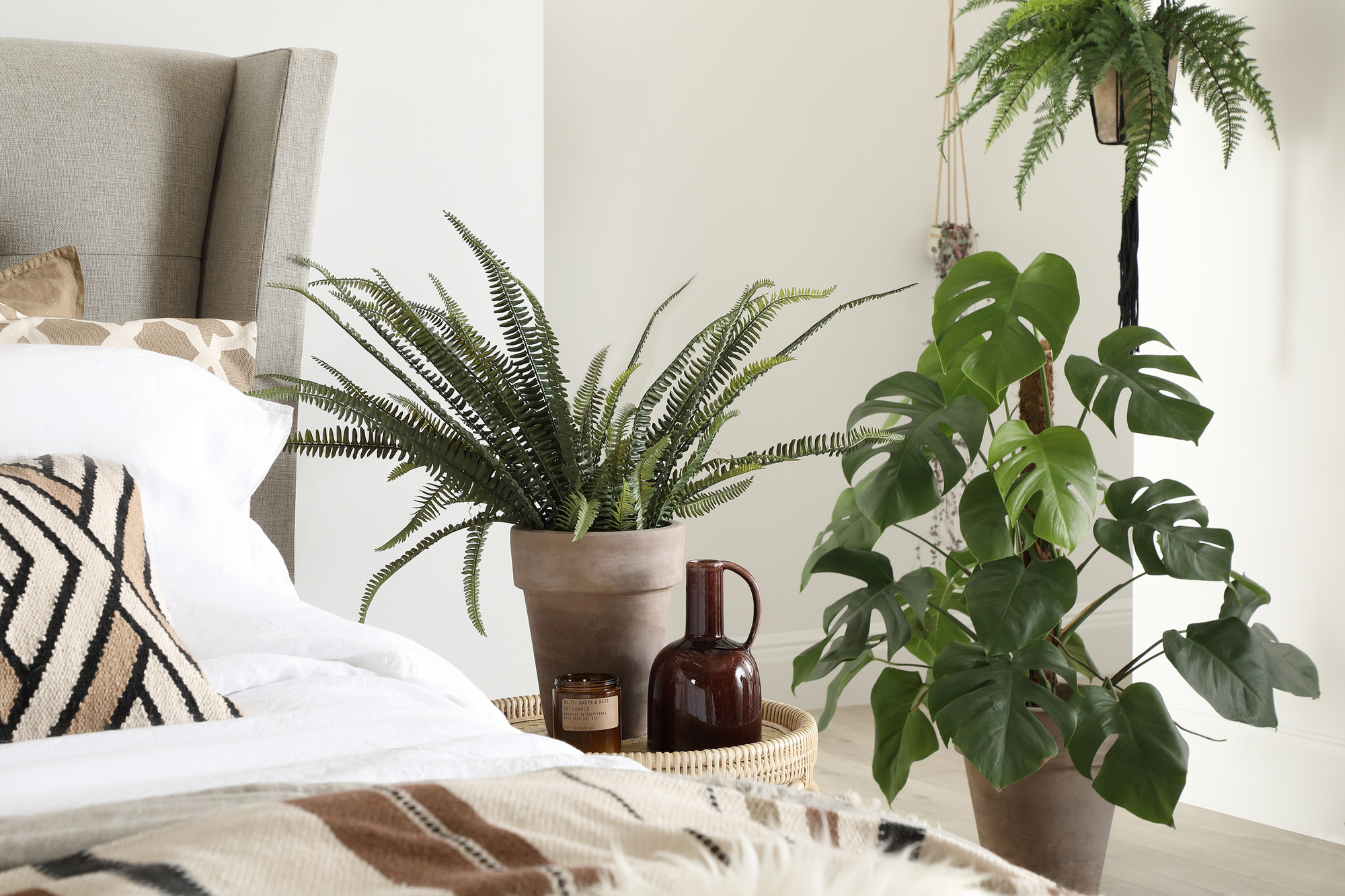 9 loại cây thích hợp nhất trong phòng ngủ vì khả năng cải thiện chất lượng giấc ngủ ấn tượng - Ảnh 1.