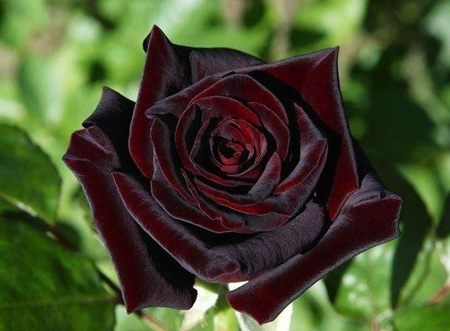 Netizens are buzzing about the mysterious and difficult-to-find black rose that only grows in one place in the world, is it true as people think?  - Photo 4.