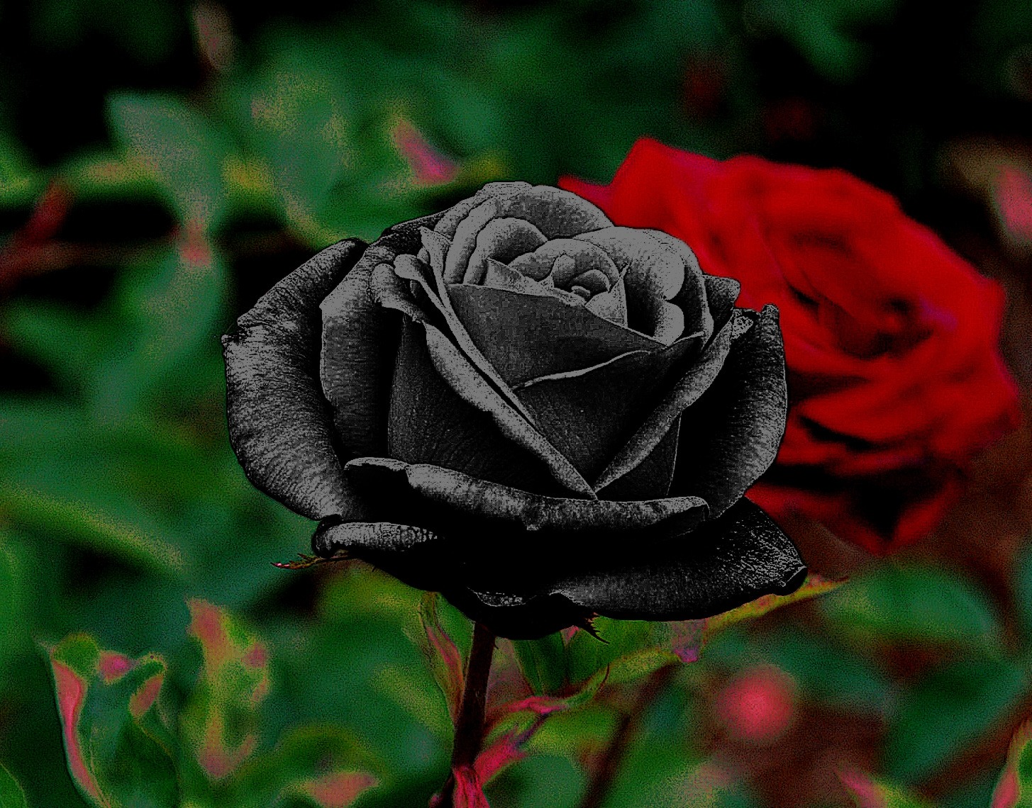 Dân mạng xôn xao về loài hoa hồng đen vừa bí ẩn vừa khó tìm, chỉ ...