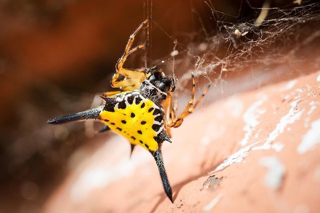 Devil horned spider