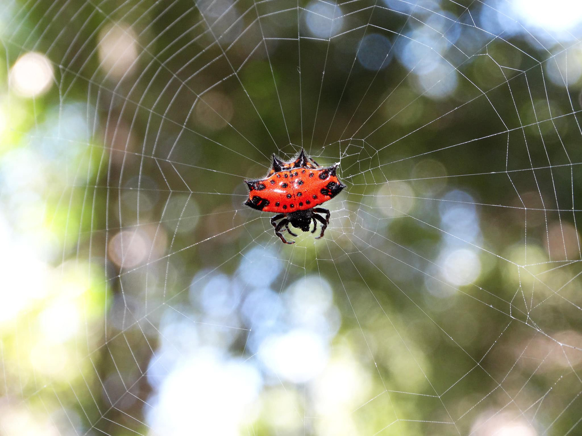 Devil horned spider