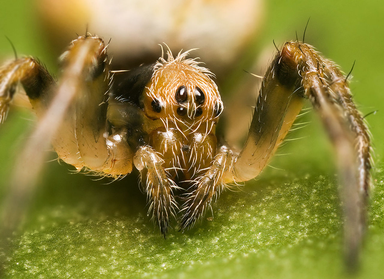 Devil horned spider