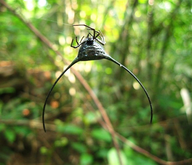 Devil horned spider