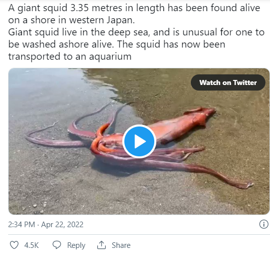 Stunned fishermen discovered the giant sea monster more than 3m long drifting ashore, looking back and forth to realize the truth was too unusual - Photo 2.