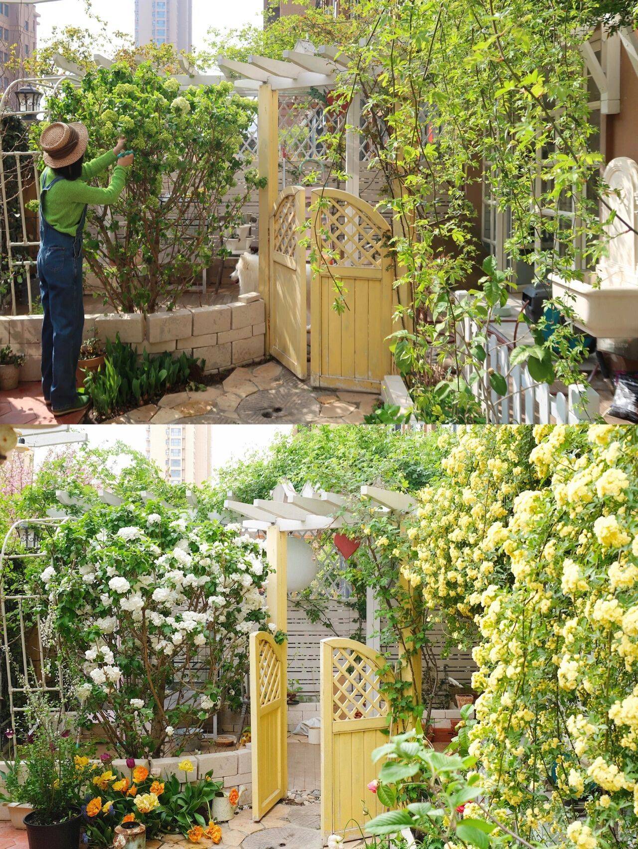 Ngẩn ngơ trước khu vườn nhà 60m² đẹp như tranh vẽ, thác hoa phủ vàng ruộm cả một góc - Ảnh 2. Ngẩn ngơ trước khu vườn nhà 60m² đẹp như tranh vẽ, thác hoa phủ vàng ruộm cả một góc - Ảnh 2.