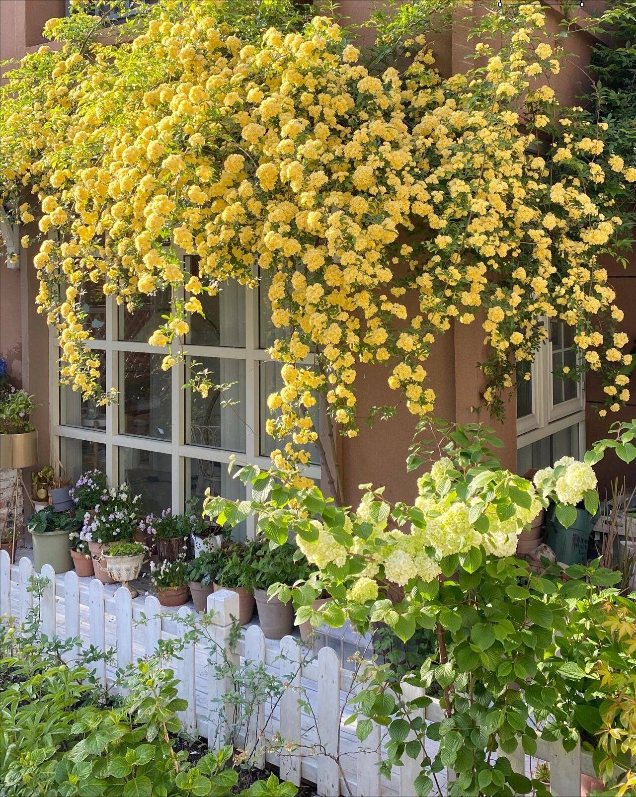 Ngẩn ngơ trước khu vườn nhà 60m² đẹp như tranh vẽ, thác hoa phủ vàng ruộm cả một góc - Ảnh 10. Ngẩn ngơ trước khu vườn nhà 60m² đẹp như tranh vẽ, thác hoa phủ vàng ruộm cả một góc - Ảnh 10.