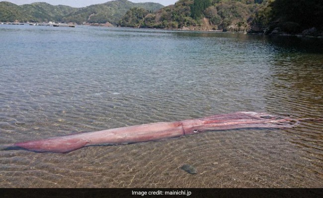 Stunned fishermen discovered the giant sea monster more than 3m long drifting ashore, looking back and forth to realize the truth was too unusual - Photo 1.