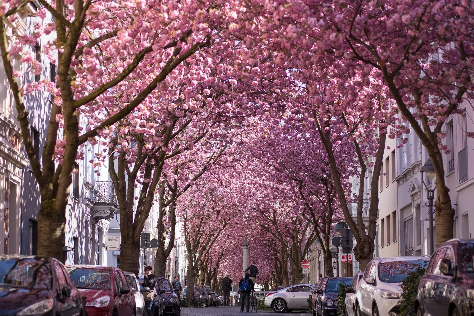 The 20 most beautiful roads on the planet: Once you step in, you don't want to get out, it's so beautiful to forget the way back is real! - Photo 16. Cherry blossom road in Bonn city, Germany