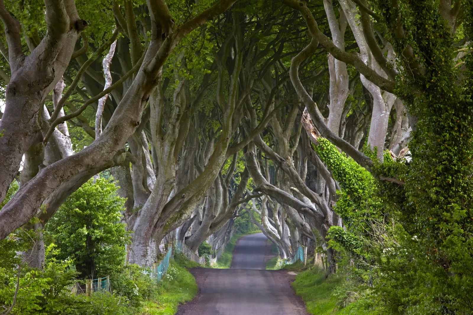The 20 most beautiful roads on the planet: Once you step in, you don't want to get out, it's so beautiful to forget the way back is real! - Photo 18. Bregagh Road in Ballymoney, Northern Ireland