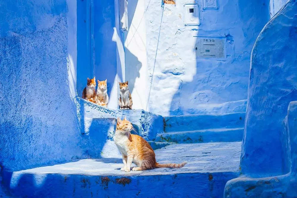 The overwhelming experience of a nomadic girl in a magical blue city thought only in fairy tales, - Photo 11. The overwhelming experience of a nomadic girl in a magical blue city thought only in fairy tales, - Photo 11.