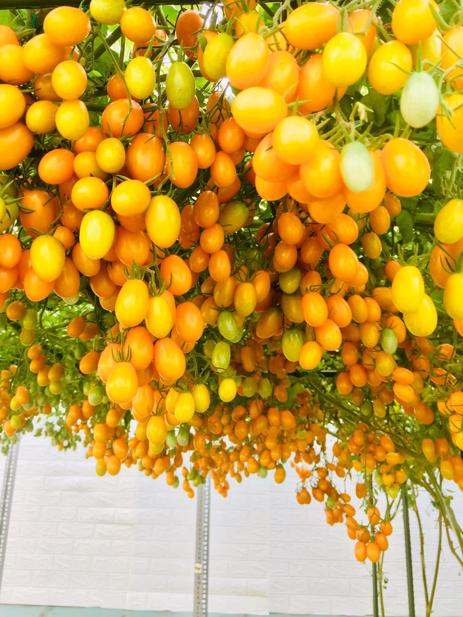 With 5 million VND, my mother made sure that Saigon covered the terrace with only 50m² of sweet fruits, full of branches all year round - Photo 2.