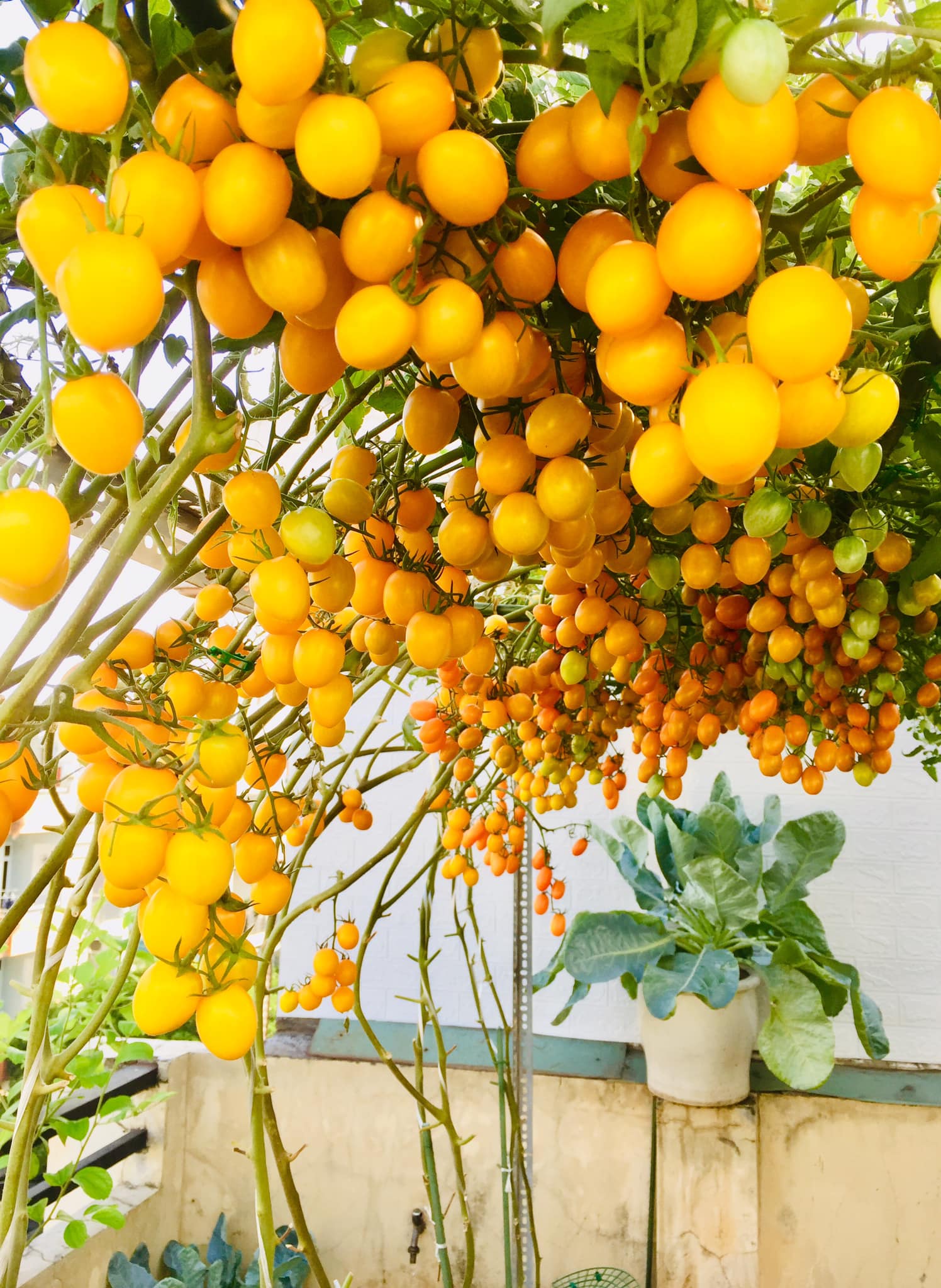 With 5 million VND, my mother made sure that Saigon covered the terrace with only 50m of sweet fruits, full of branches all year round - Photo 6.