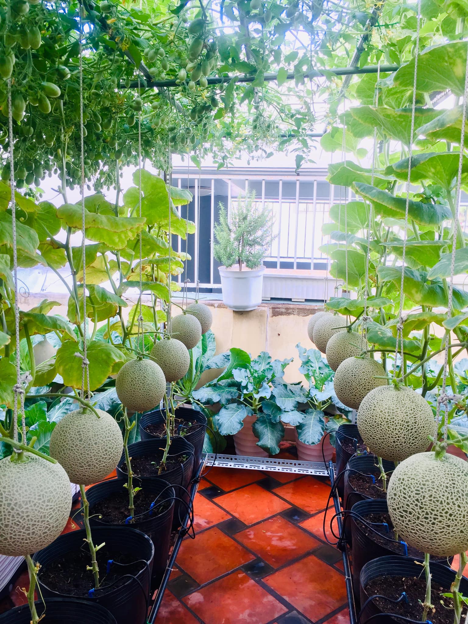 With 5 million dong, she made sure that Saigon covered the terrace with only 50m of sweet fruits, full of branches all year round - Photo 8.