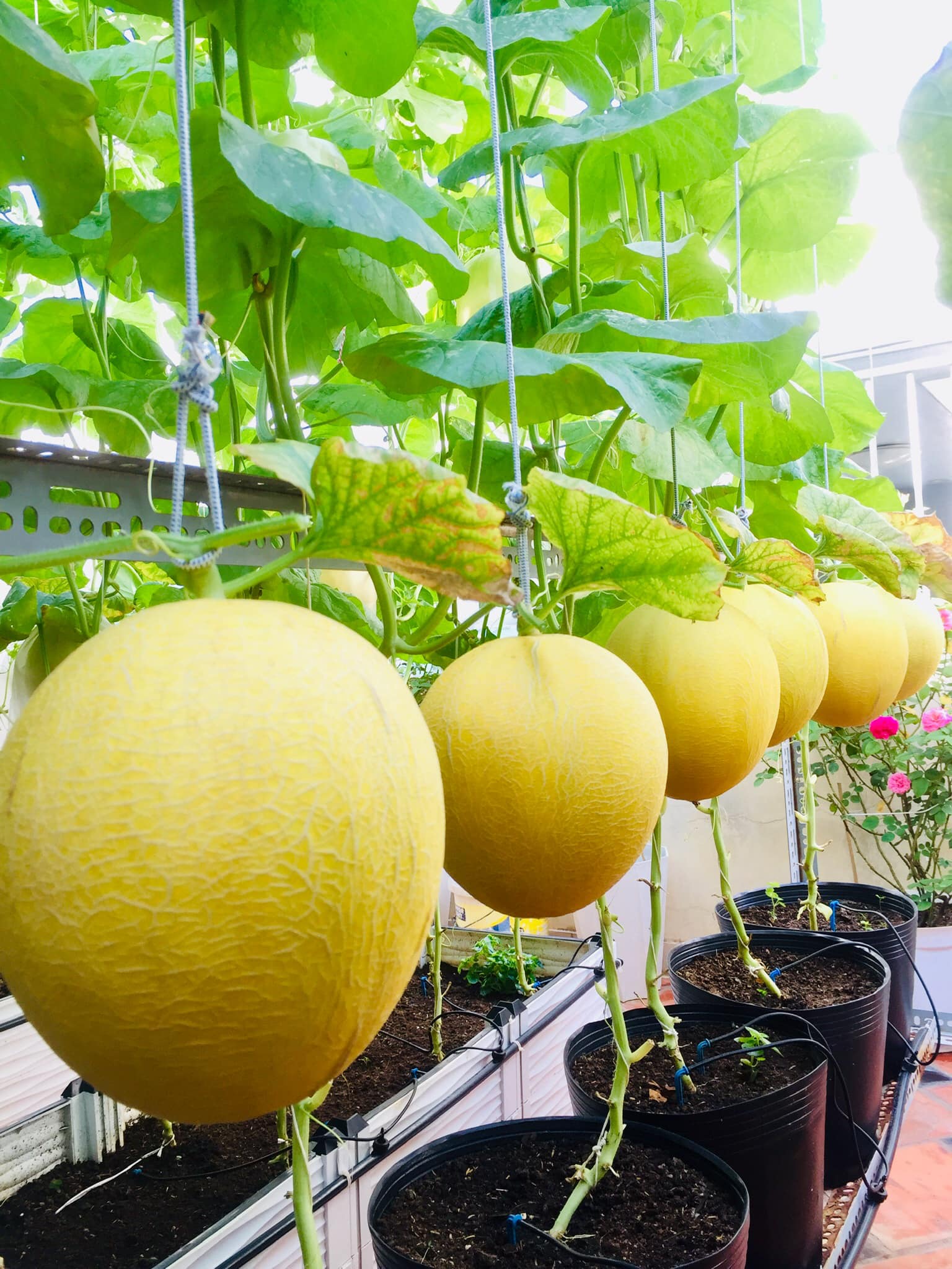 With 5 million VND, my mother made sure that Saigon covered the terrace with only 50m² of sweet fruits, full of branches all year round - Photo 10.