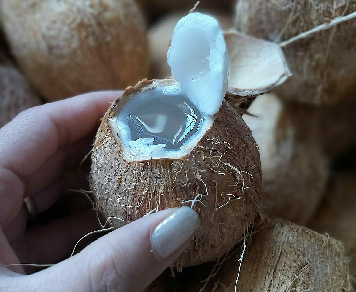 Tiết lộ c&aacute;ch chọn dừa cực nhiều nước lại si&ecirc;u ngọt, kh&ocirc;ng lo ti&ecirc;m đường h&oacute;a học, chỉ d&acirc;n trồng dừa mới r&otilde;, đến người b&aacute;n cũng bị "hớ" v&igrave; kh&ocirc;ng biết - Ảnh 4.