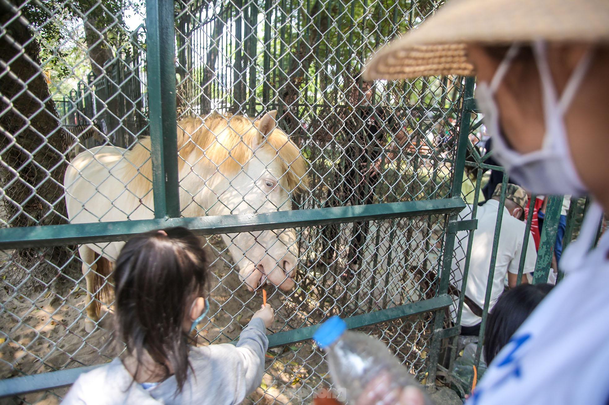 Ngàn người đổ về vườn thú Hà Nội trong ngày đầu nghỉ lễ - Ảnh 13.