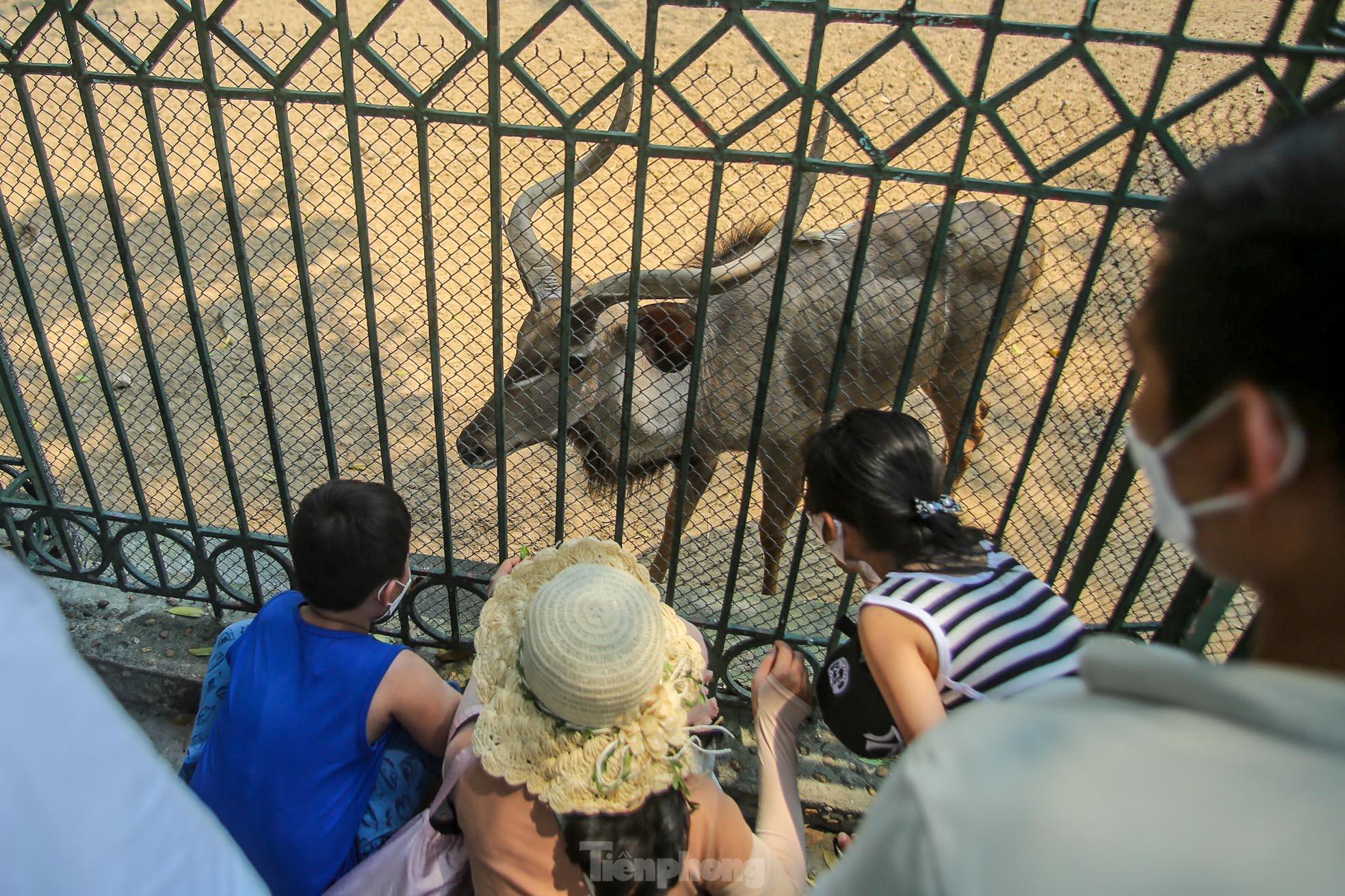 Ngàn người đổ về vườn thú Hà Nội trong ngày đầu nghỉ lễ - Ảnh 10.