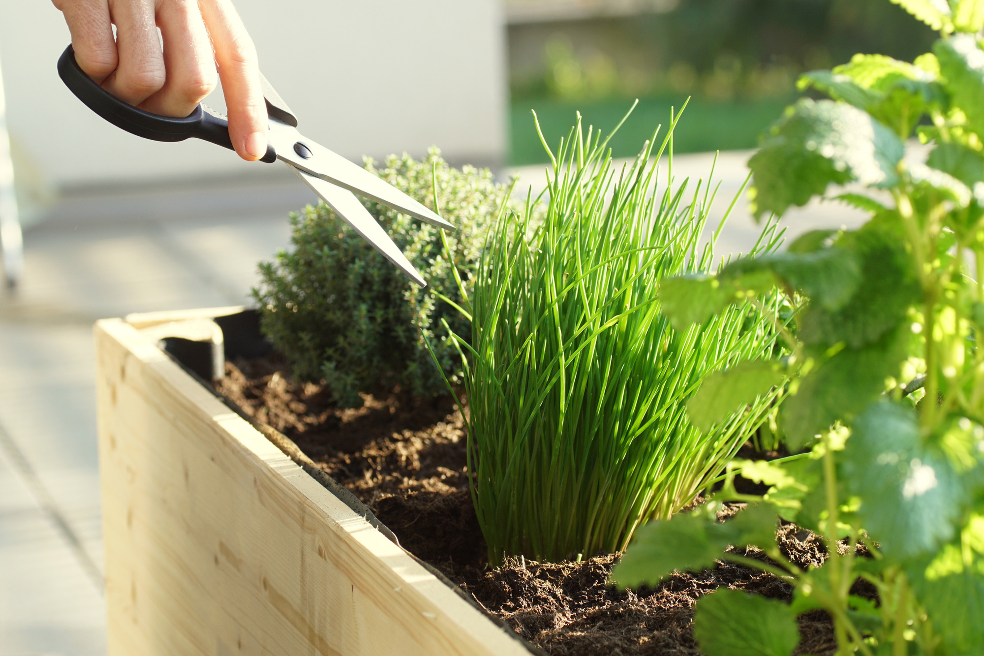 7 loại thảo mộc chẳng tốn sức chăm vẫn lớn nhanh như thổi để bạn trồng bên trong căn bếp gia đình - Ảnh 7.