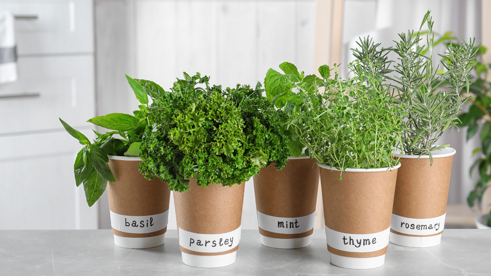 7 loại cây thảo mộc dễ chăm để bạn trồng bên trong nhà bếp