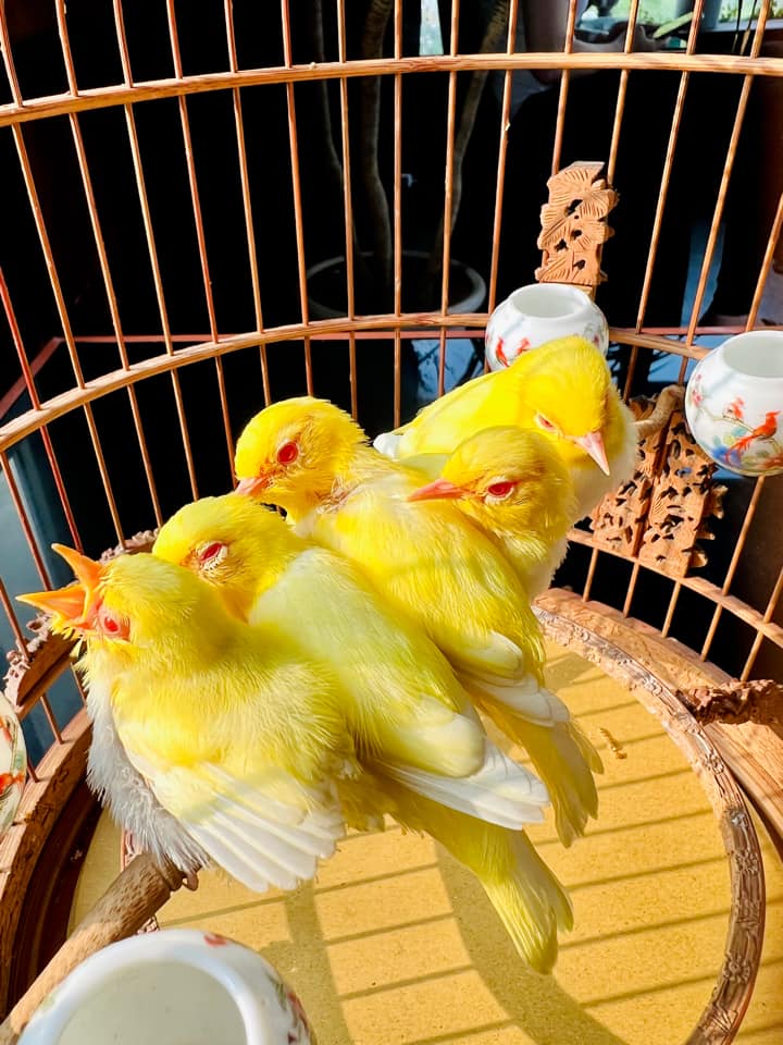 Tìm hiểu về loài chim vành khuyên cách nuôi và chăm sóc loài chim cảnh Cám  Chim Thúy Tuấn