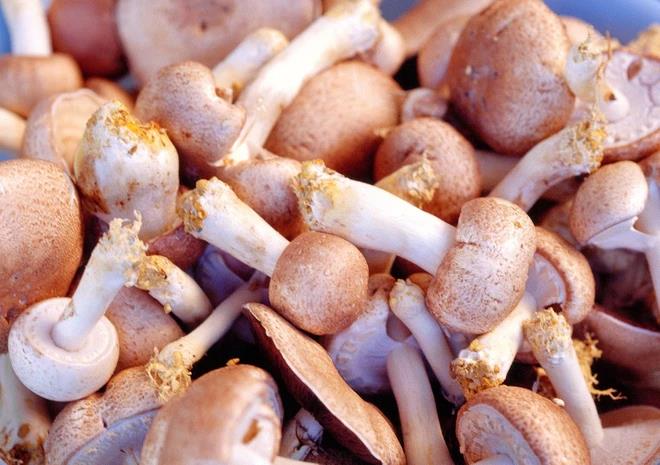Nếu bạn quan t&acirc;m đến sức khỏe, n&ecirc;n t&igrave;m hiểu lợi &iacute;ch của Fucoidan - Ảnh 3.