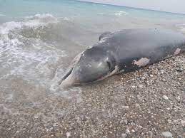 Cá voi mõm khoằm dạt vào bờ biển, mổ bụng phát hiện sự thật chua xót về cái chết đau đớn của con vật - Ảnh 2.