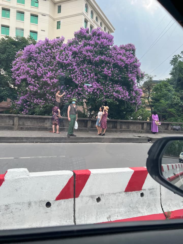 Find the corner with purple mausoleum on the best picture in Hanoi, people invite each other to check-in quickly before it gets crowded - Photo 3.