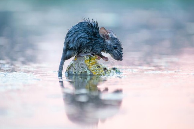 Fill in the idiom: Wet like a mouse...?  Reply to 