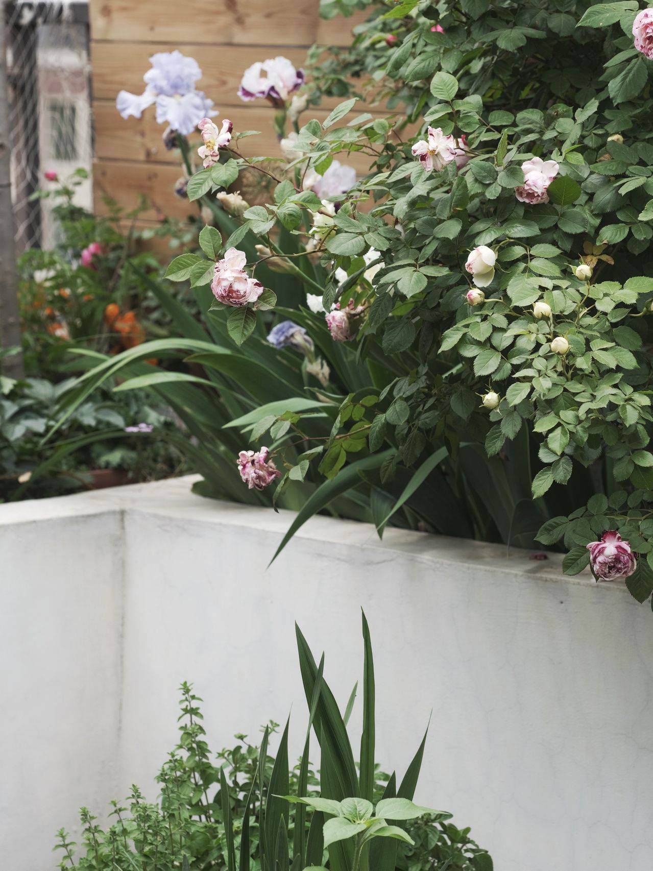 Chỉ rộng vỏn vẹn 30m², khu vườn sân thượng của mẹ đảm thành phố có đến 400 loại thực vật - Ảnh 9.