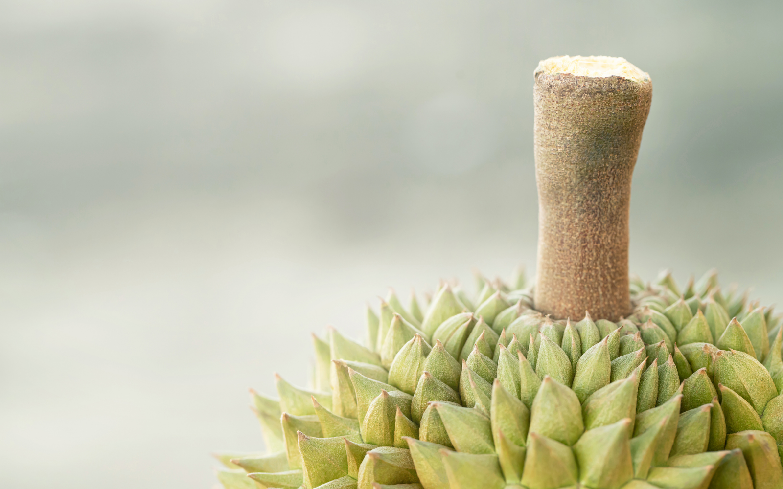 Kỹ năng chọn sầu ri&ecirc;ng đỉnh cao, "b&aacute;ch ph&aacute;t b&aacute;ch tr&uacute;ng" quả n&agrave;o cũng vỏ mỏng d&agrave;y cơm, đến người b&aacute;n h&agrave;ng c&ograve;n chẳng biết - Ảnh 2.