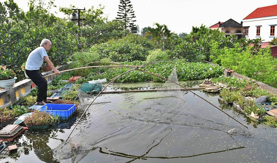 Cụ ông 87 tuổi chịu chơi mang cả cái ao đặt trên mái nhà rồi trồng rau nuôi cá: Nhiều người nói tôi liều lĩnh - Ảnh 3. Cụ ông 87 tuổi chịu chơi mang cả cái ao đặt trên mái nhà rồi trồng rau nuôi cá: Nhiều người nói tôi liều lĩnh - Ảnh 3.