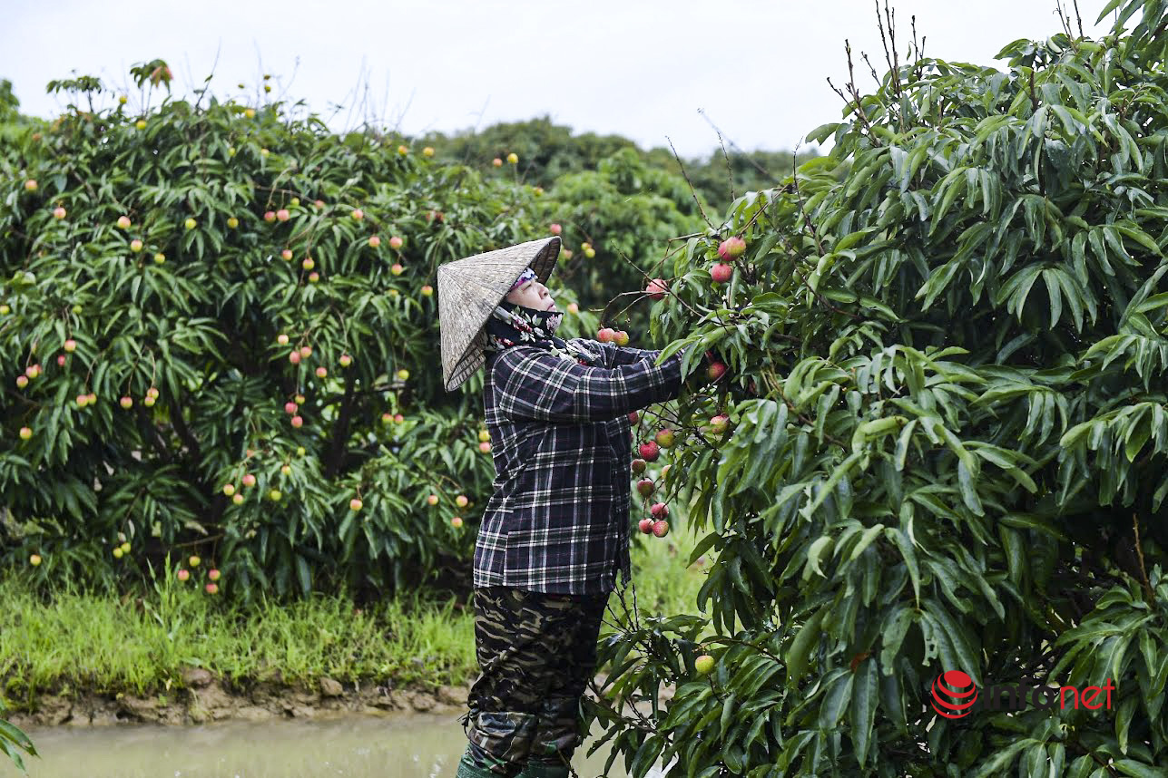 Trồng loại vải chín sớm giá cao ngất ngưởng, nông dân Hải Dương phấn khởi bỏ túi vài chục triệu mỗi sào - Ảnh 10.